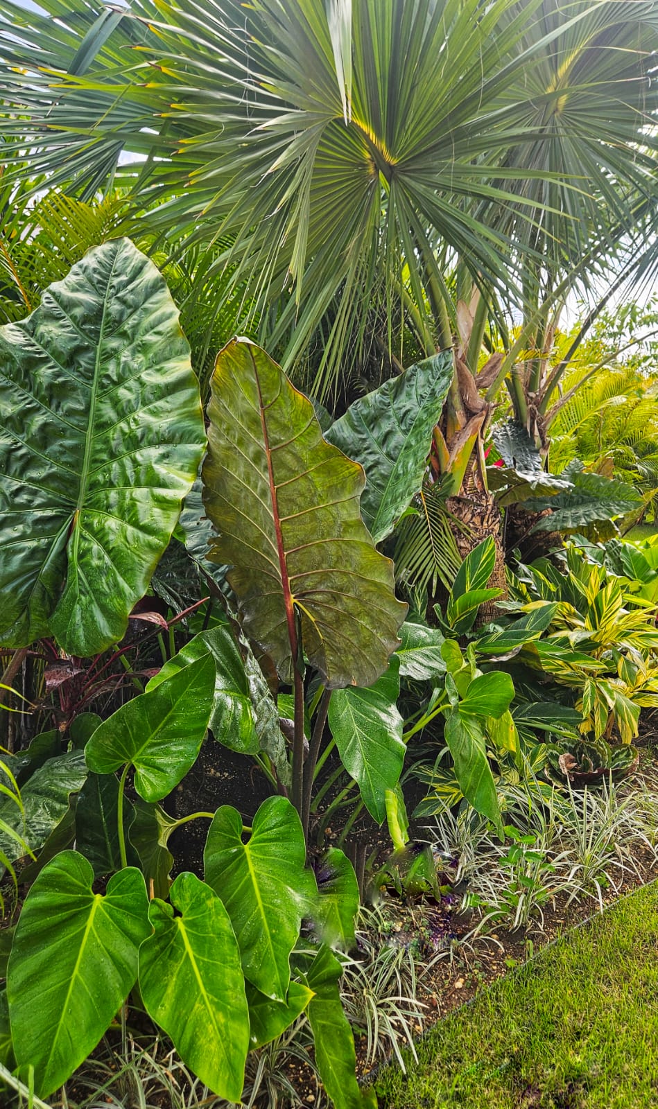 WhatsApp Image 2025-11-26 at 10.02.58 AM